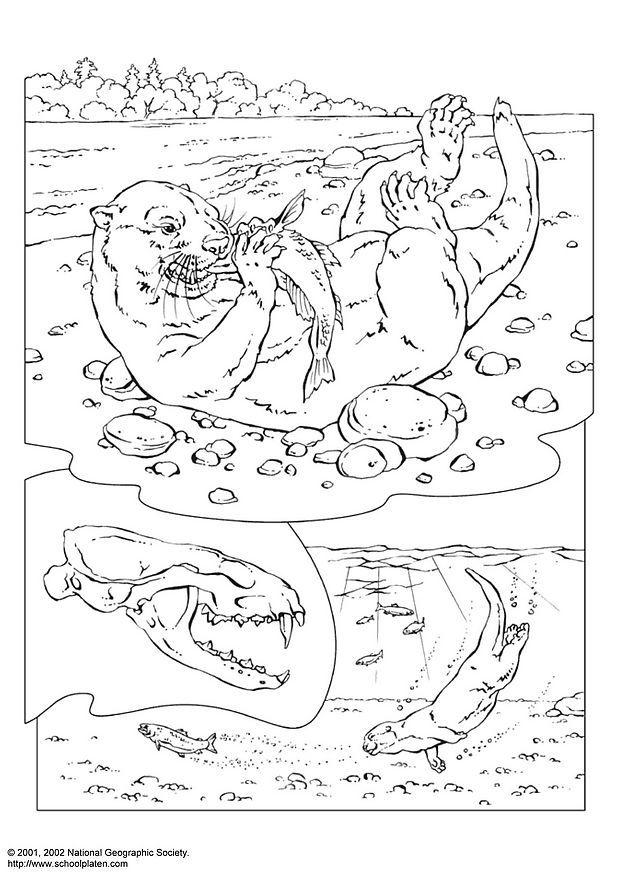 nutria Disegno da colorare nutria
