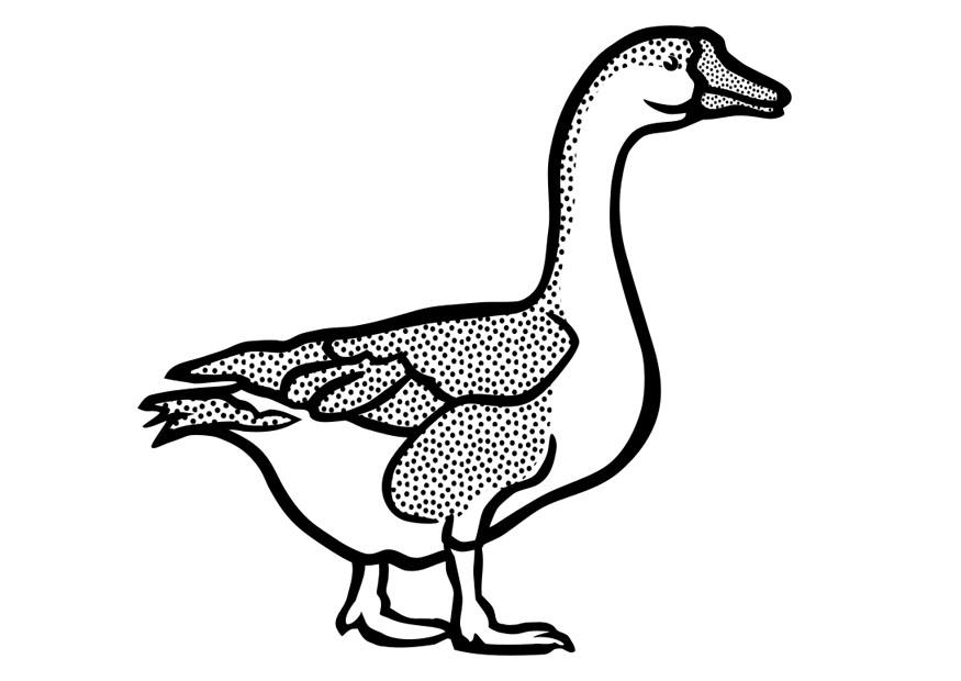 oca Disegno da colorare oca