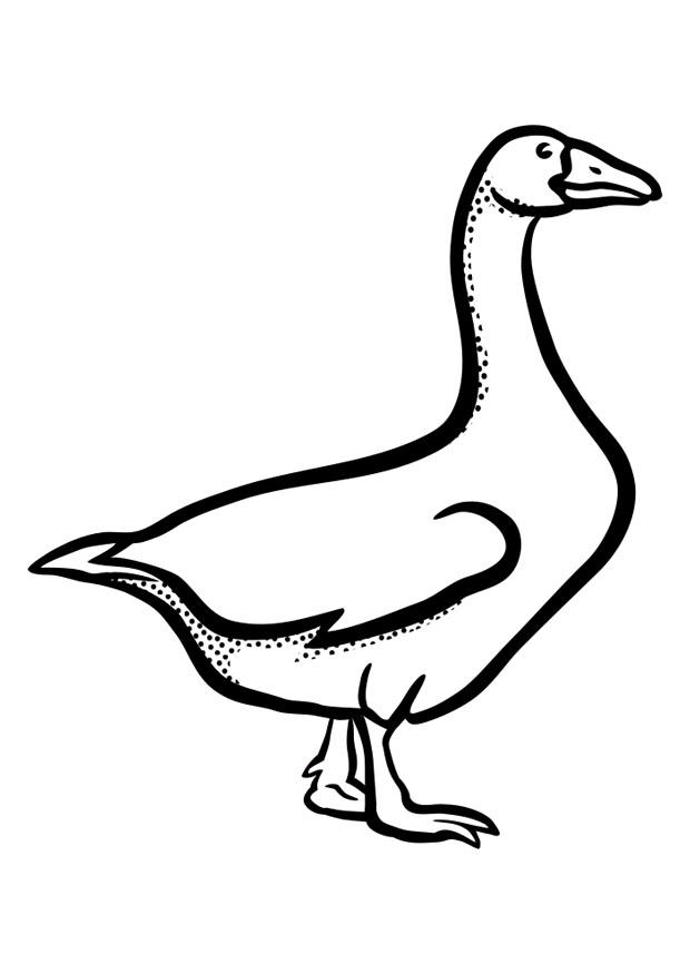 oca Disegno da colorare oca