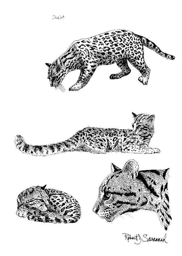 ocelot Disegno da colorare ocelot