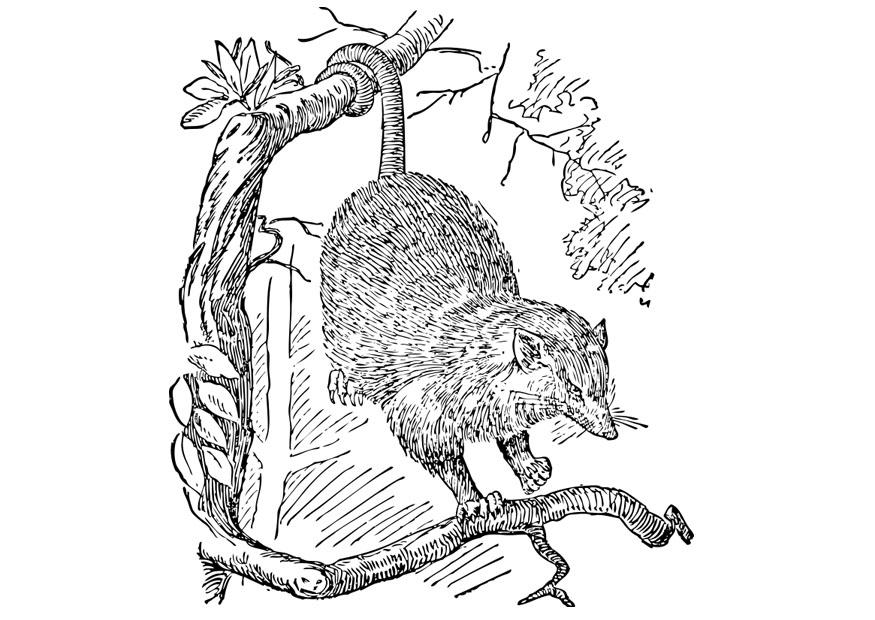 opossum Disegno da colorare opossum