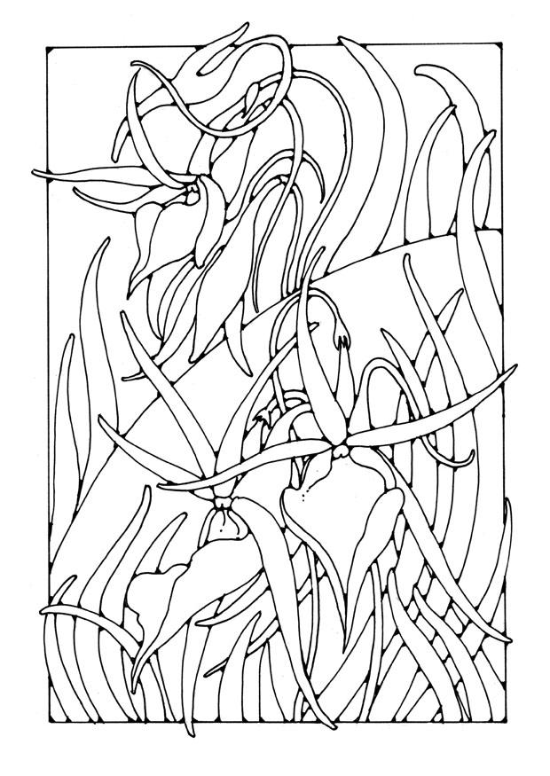 orchidea Disegno da colorare orchidea