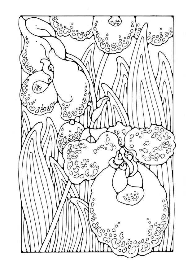 orchidea Disegno da colorare orchidea