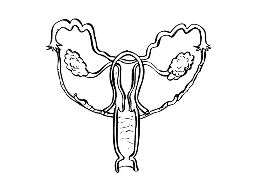 organi riproduttivi feminili Disegno da colorare organi riproduttivi feminili