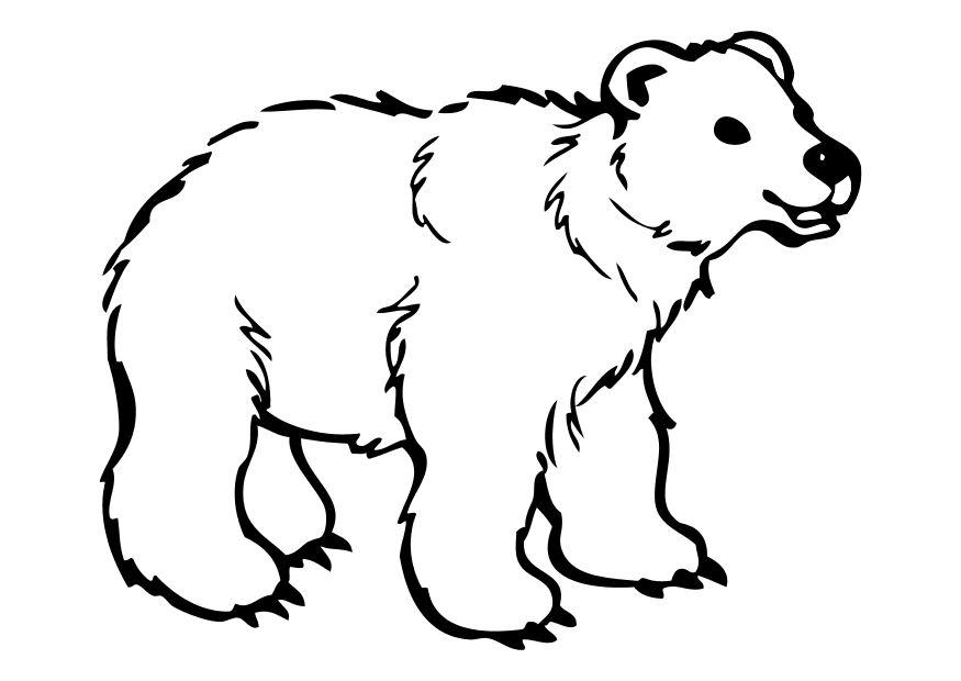 orso Disegno da colorare orso
