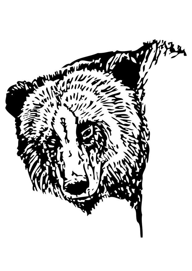 orso Disegno da colorare orso