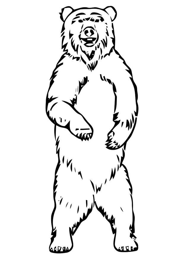 orso Disegno da colorare orso