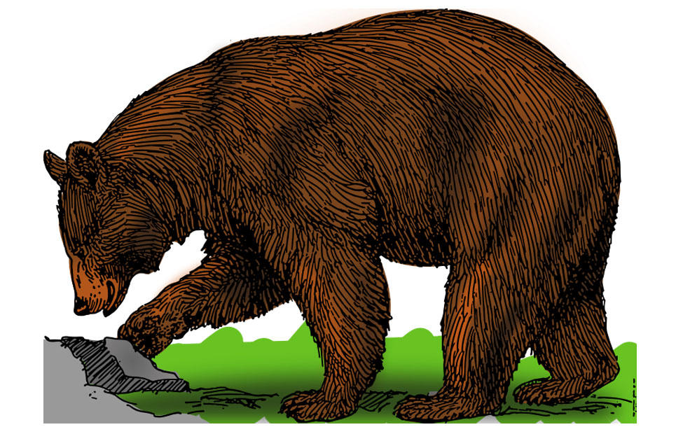 orso immagine orso