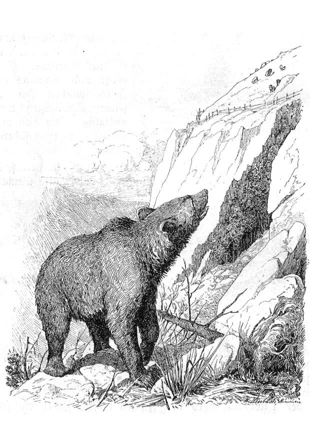orso Disegno da colorare orso