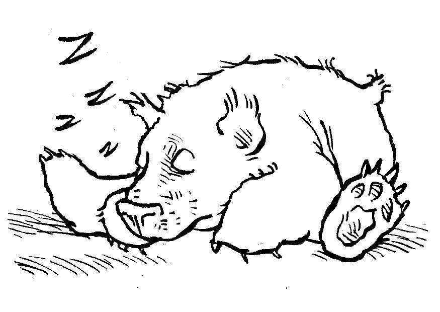 orso che dorme Disegno da colorare orso che dorme