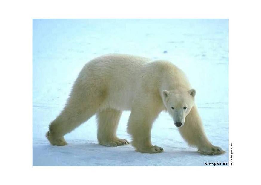 orso polare Foto orso polare