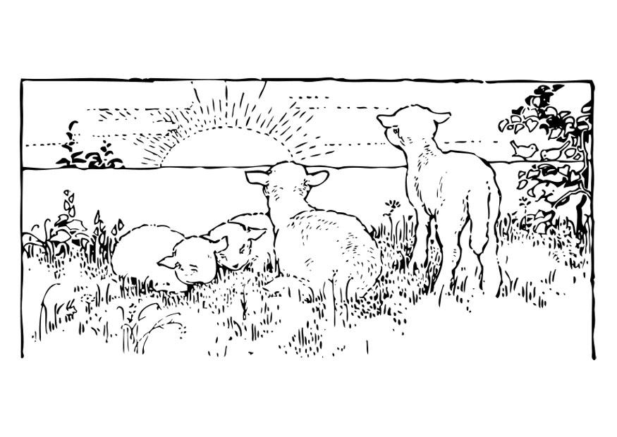 paesaggio con agnelli Disegno da colorare paesaggio con agnelli