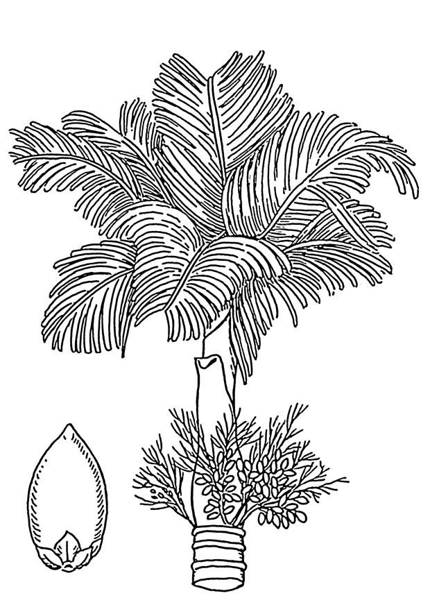 palma - palma di betel con noce di betel Disegno da colorare palma - palma di betel con noce di betel