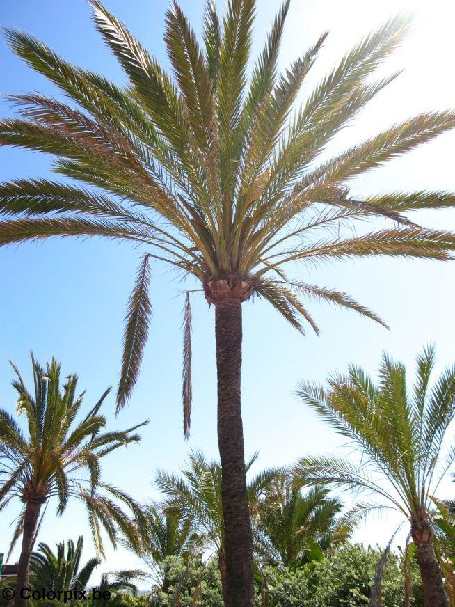 palme Foto palme