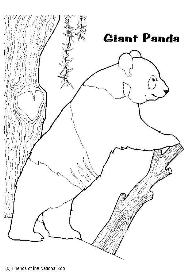 panda Disegno da colorare panda