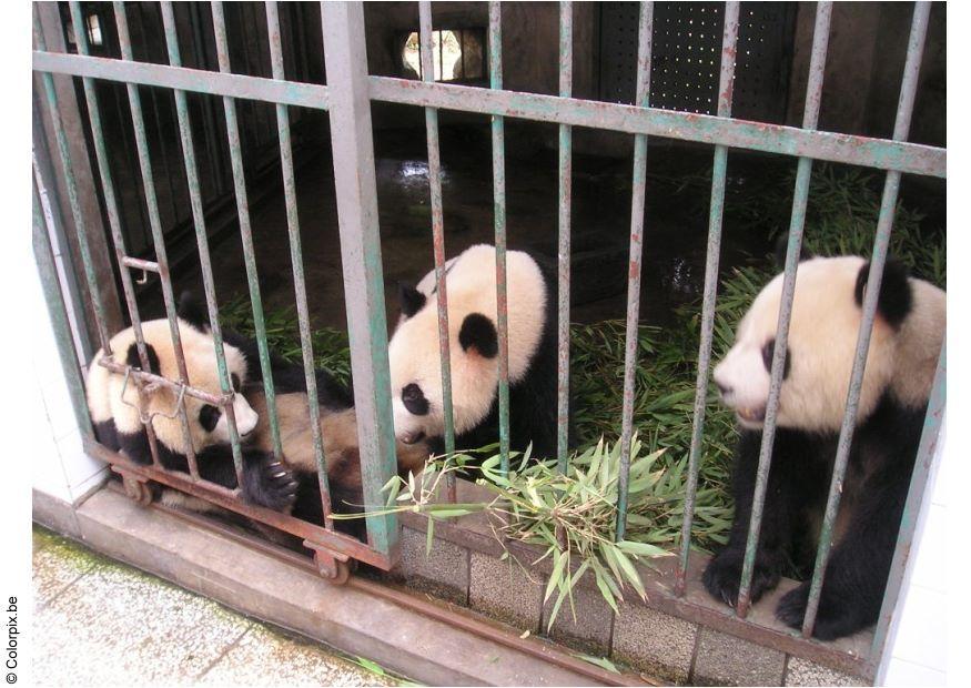 panda Foto panda
