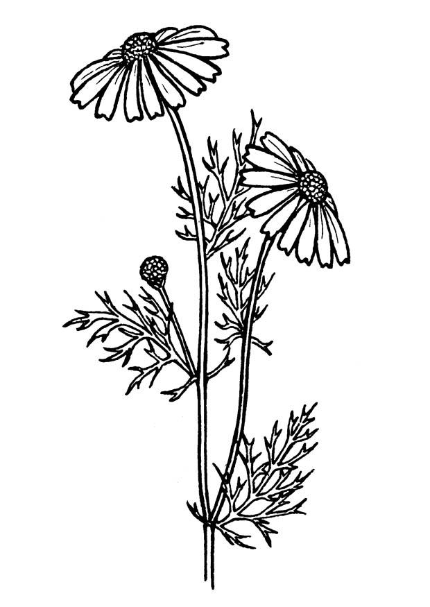 panicoidee Disegno da colorare panicoidee