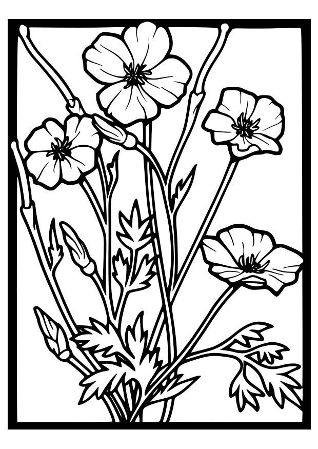 papaveri Disegno da colorare papaveri