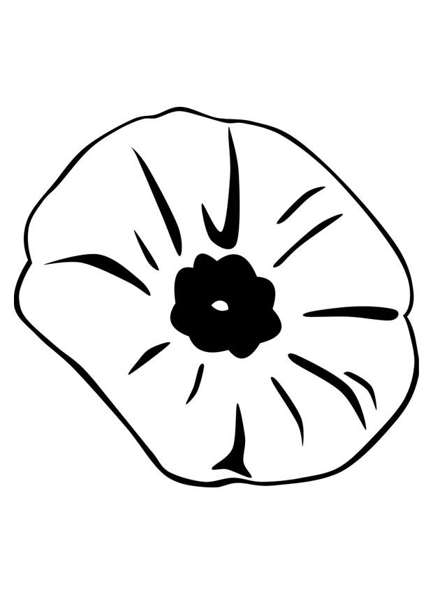 papavero Disegno da colorare papavero