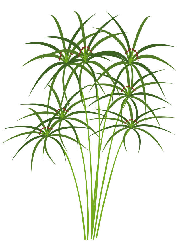 papiro immagine papiro
