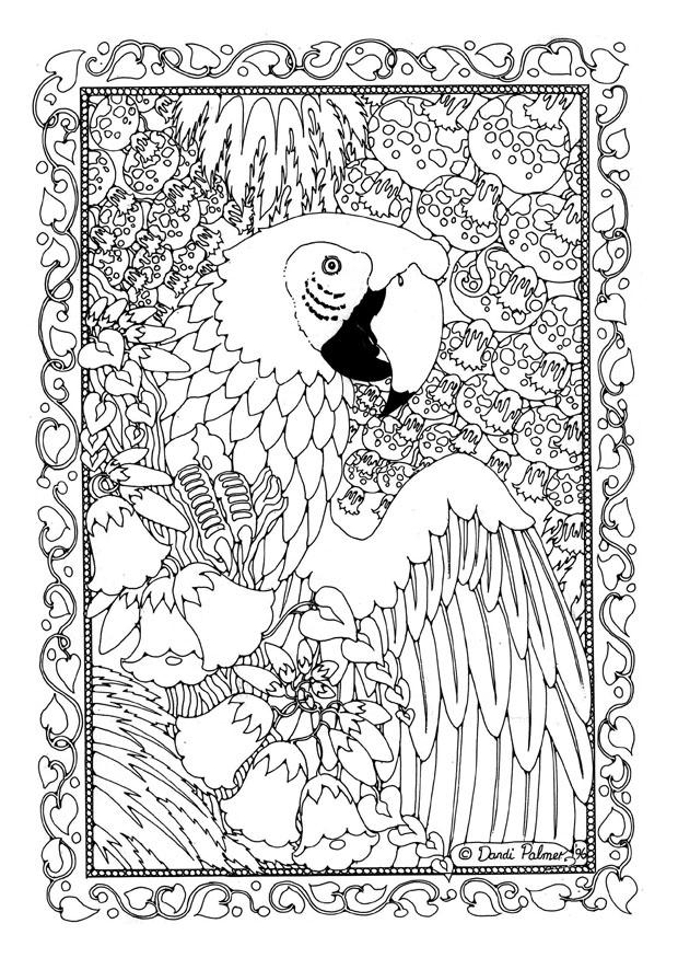 pappagallo Disegno da colorare pappagallo