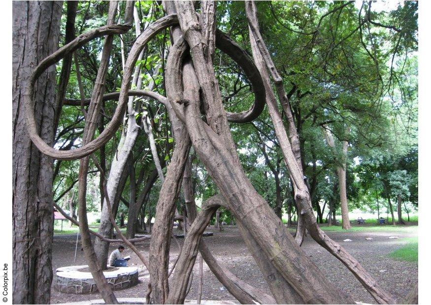 parco puna Foto parco puna