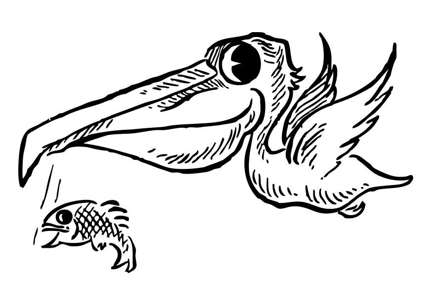 pellicano con pesce Disegno da colorare pellicano con pesce