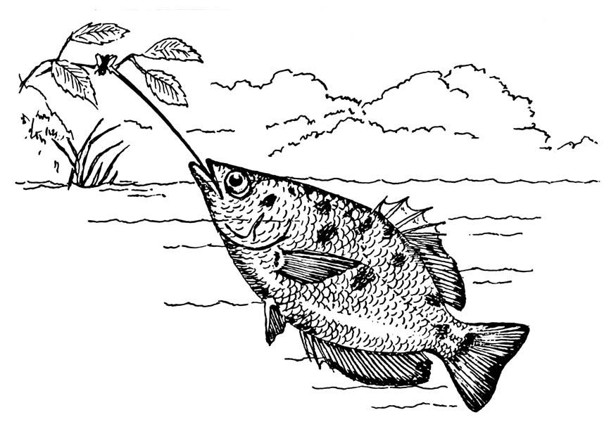 Disegno da colorare pesce arciere