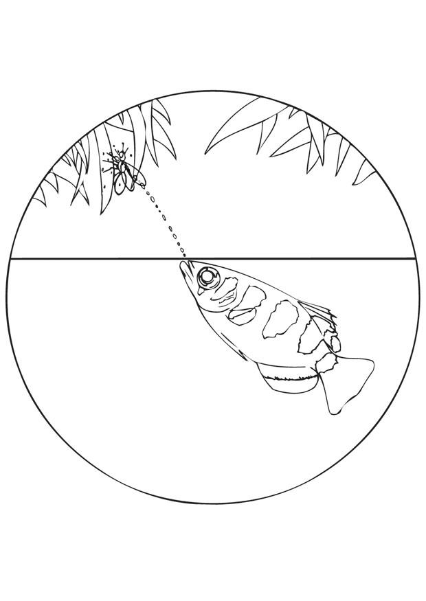 pesce arciere Disegno da colorare pesce arciere