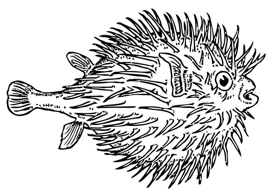 pesce palla Disegno da colorare pesce palla