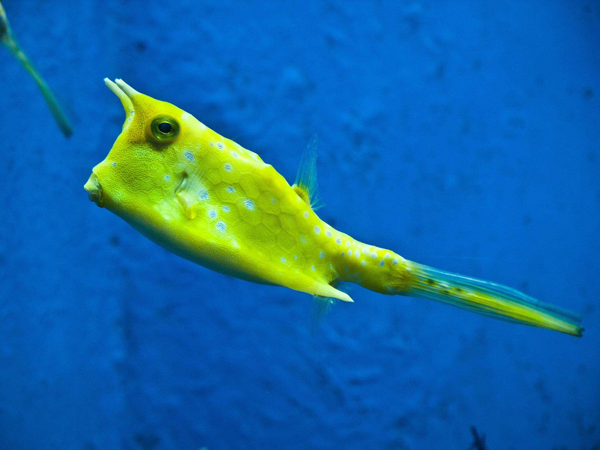 pesce - pesce scatola cornuto Foto pesce - pesce scatola cornuto