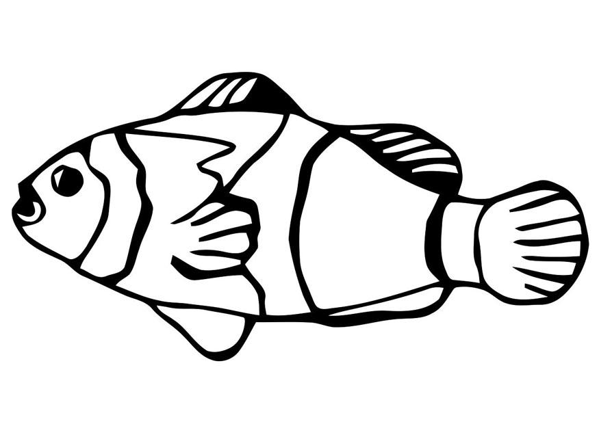 pesce rosso Disegno da colorare pesce rosso