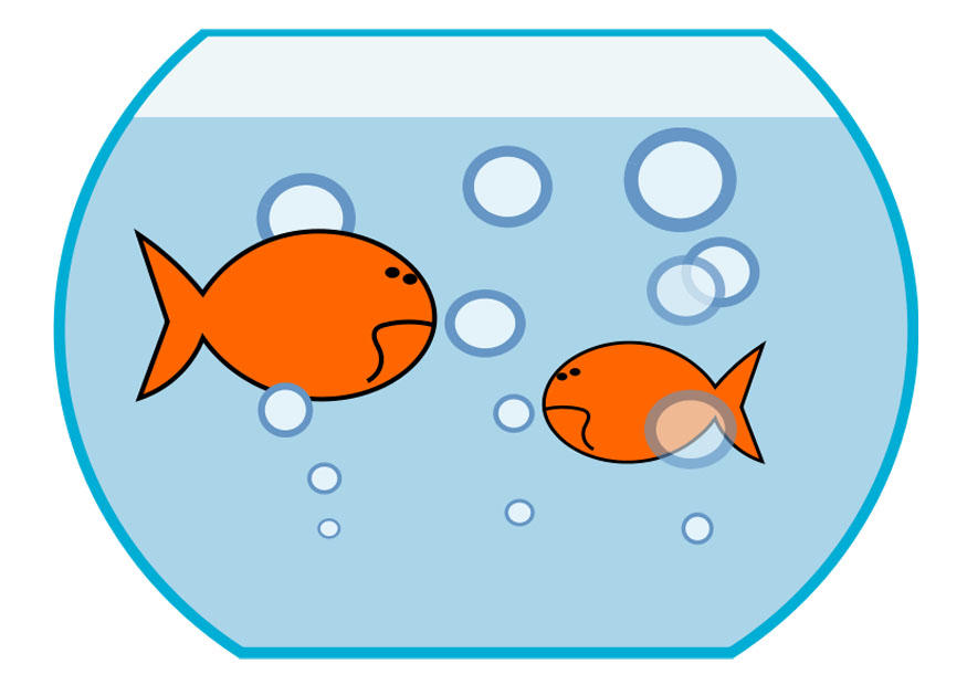 pesce rosso immagine pesce rosso