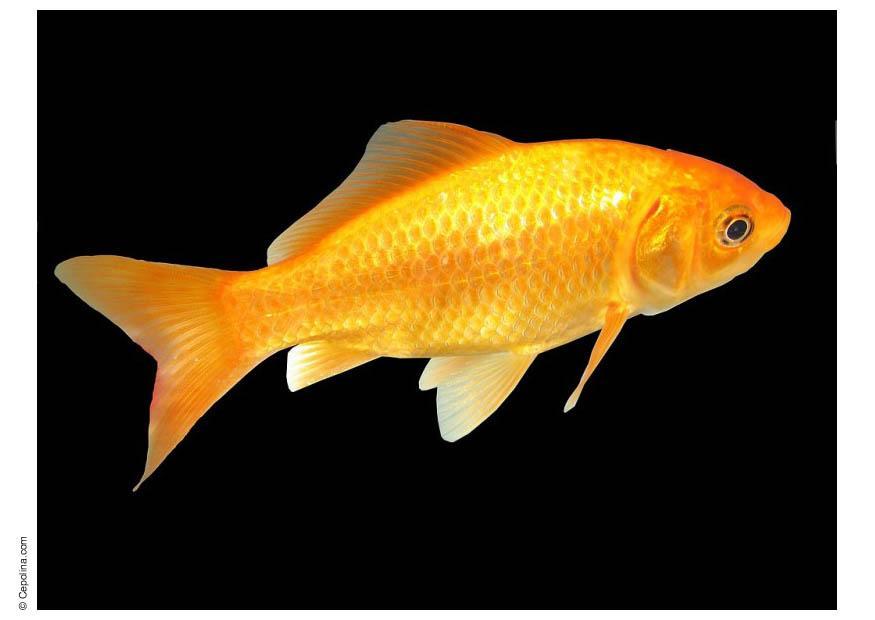 pesce rosso Foto pesce rosso