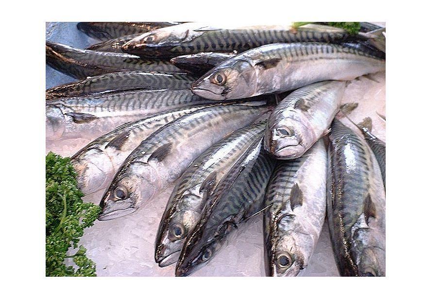 pesce - sgombro Foto pesce - sgombro