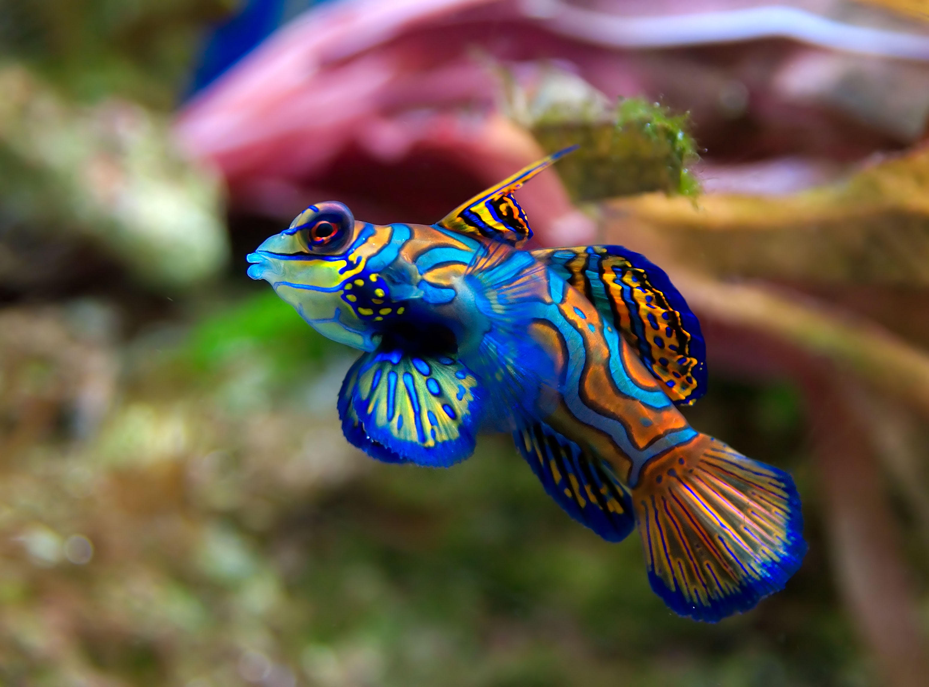pesce - synchiropus spledidus Foto pesce - synchiropus spledidus