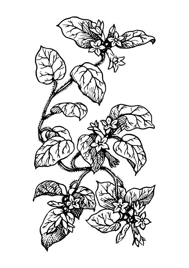 pianta Disegno da colorare pianta
