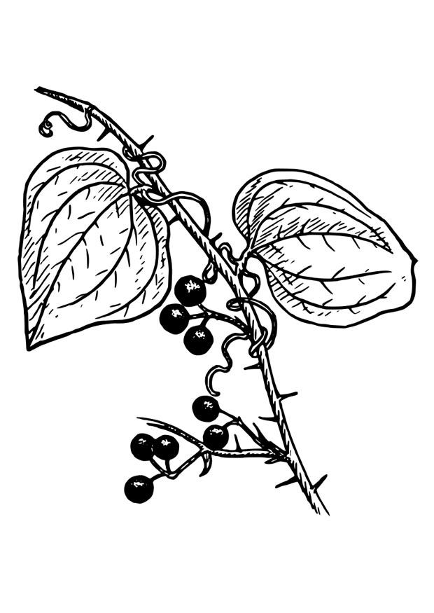 pianta Disegno da colorare pianta