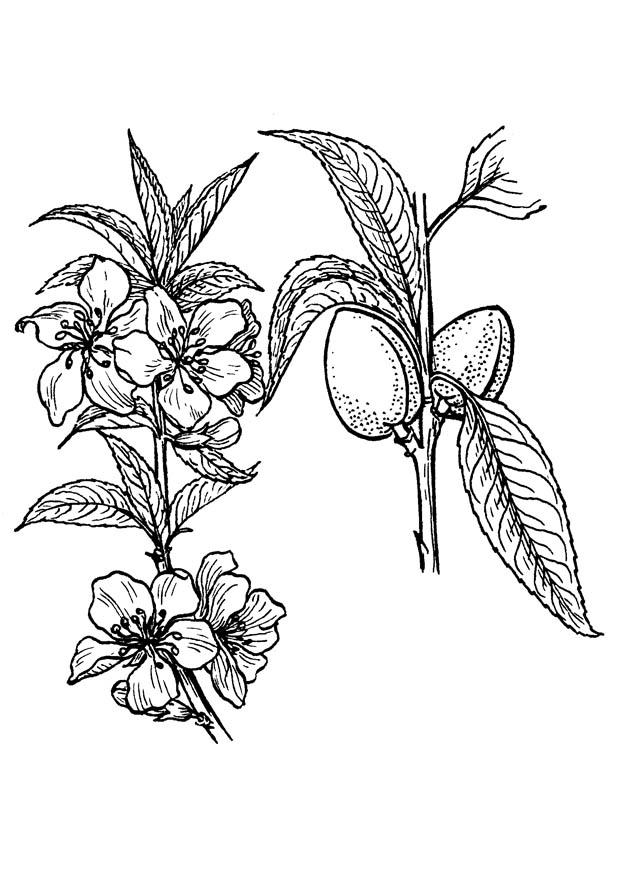 pianta di mandorle Disegno da colorare pianta di mandorle
