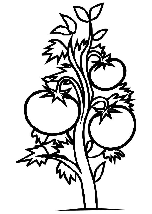 Disegno da colorare pianta di pomodori
