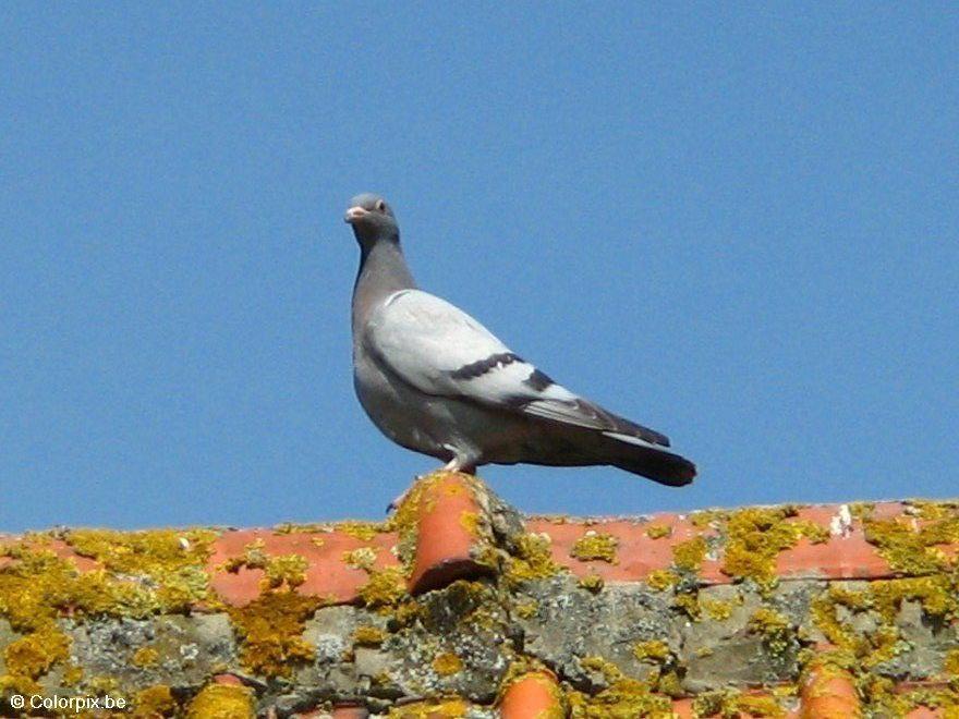 piccione Foto piccione