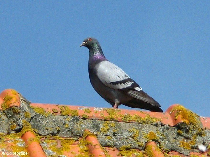 piccione Foto piccione