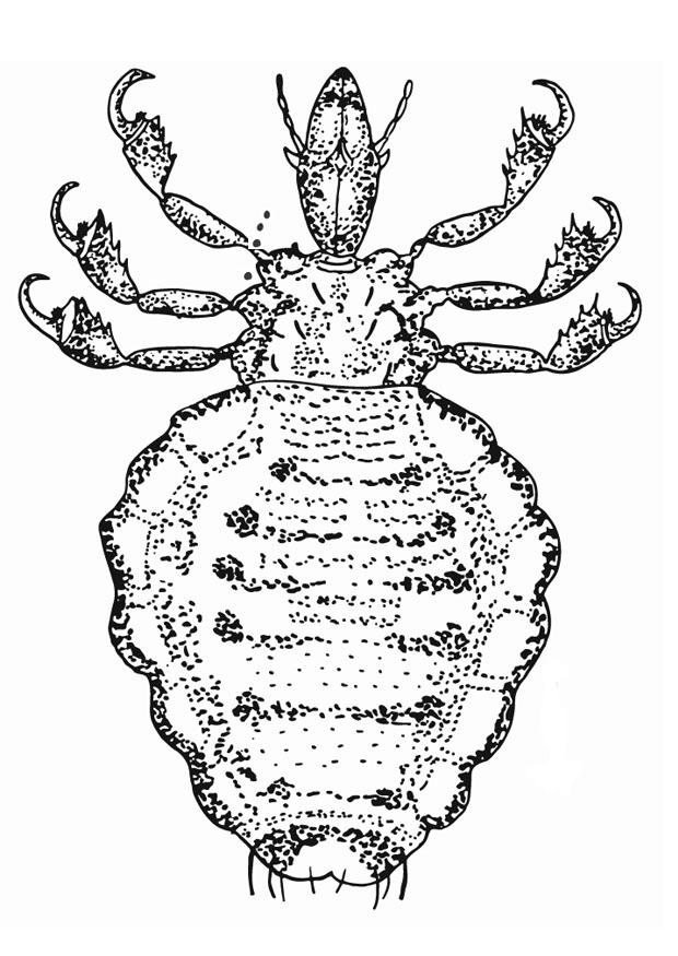 pidocchio Disegno da colorare pidocchio