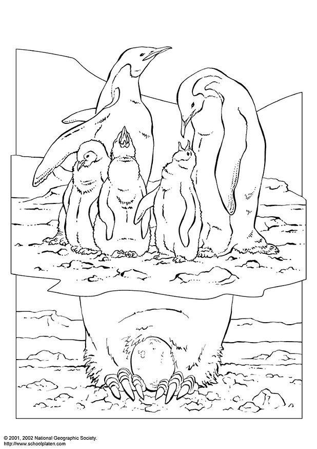 pinguino Disegno da colorare pinguino