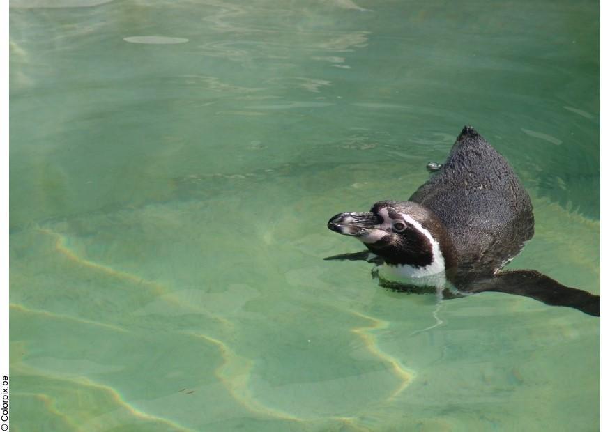 pinguino Foto pinguino