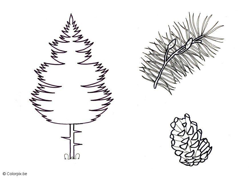 pino Disegno da colorare pino