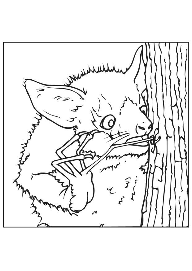 pipistrello cerca insetti Disegno da colorare pipistrello cerca insetti