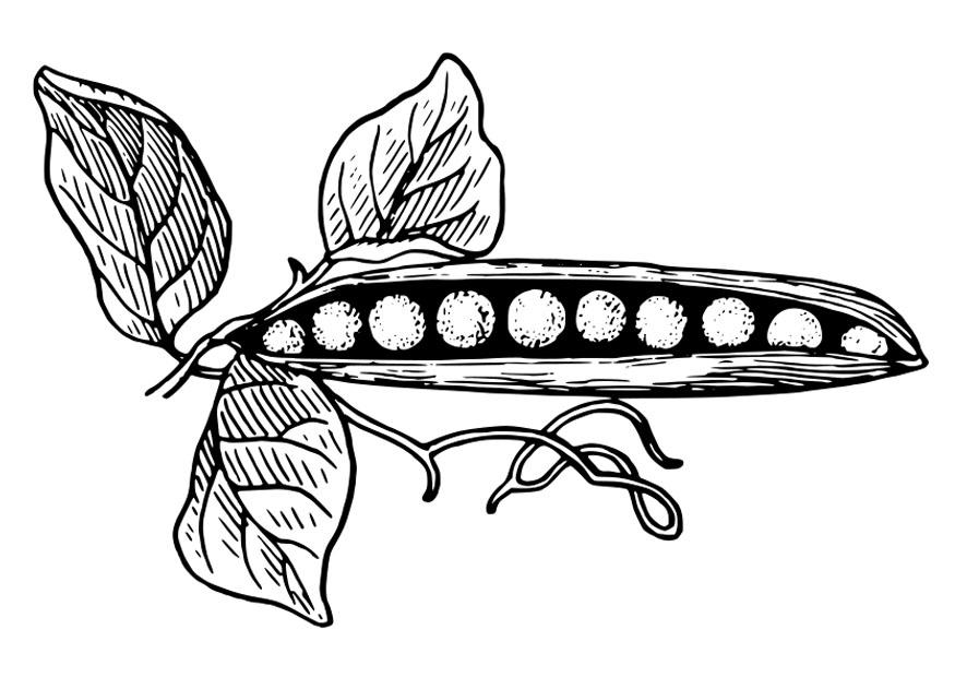 piselli nel baccello Disegno da colorare piselli nel baccello