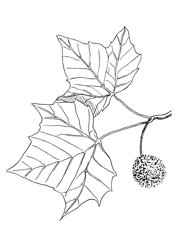 platano Disegno da colorare platano
