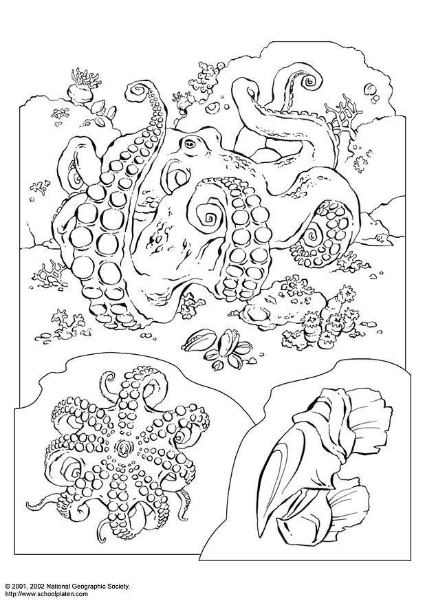polipo Disegno da colorare polipo